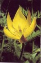 Törbjer Tulpe