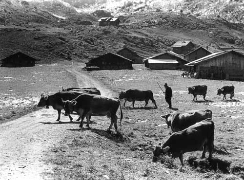 Laguz 1978