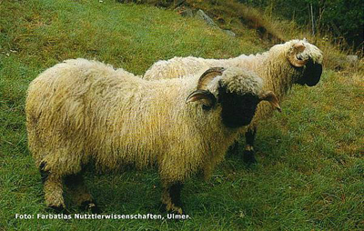 Walliser Schwarznasenschaf