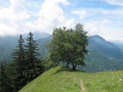 Weg zur Nenzingerbergalpe